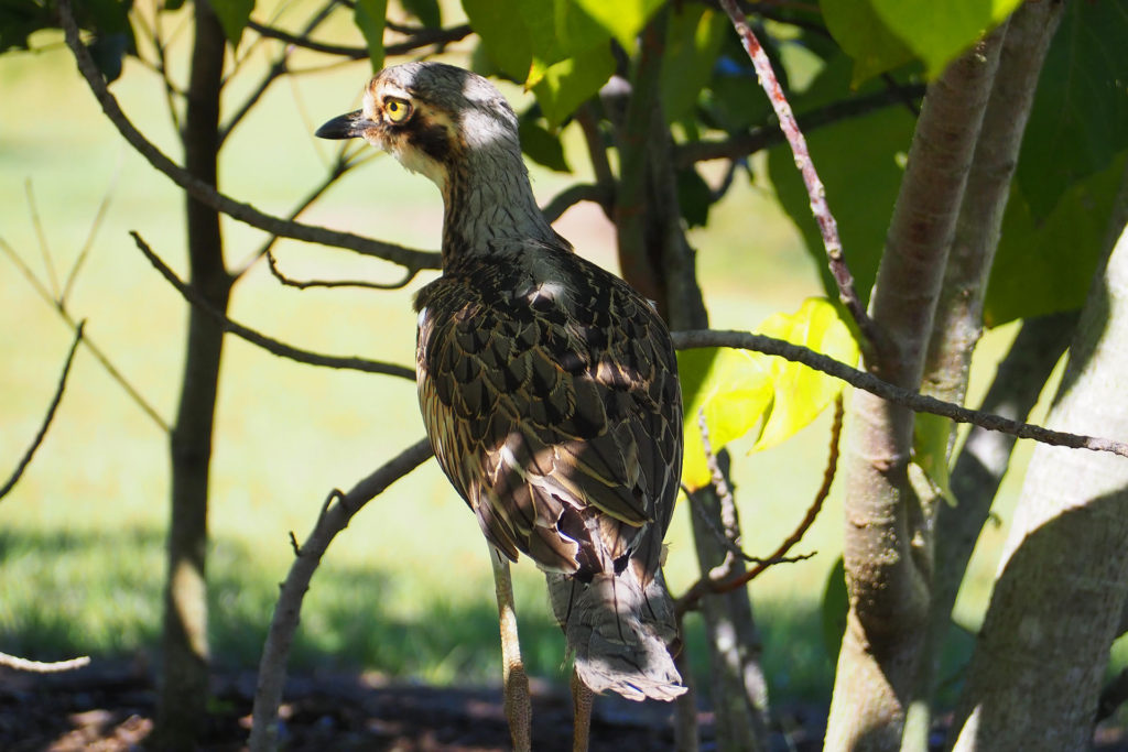 Bush Stone Curlews can be spotted around Fingal Head