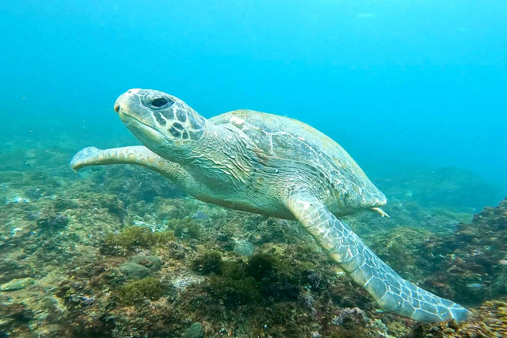 Swim with turtles at the Cook Island Aquatic Reserve